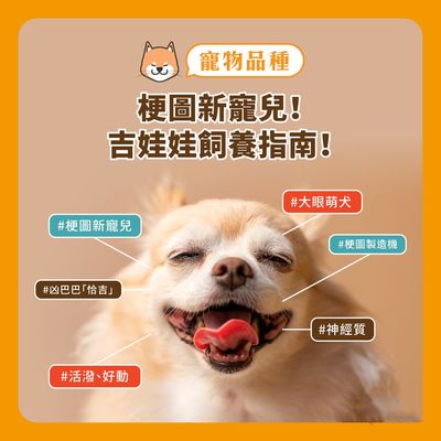 寵友科技 吉娃娃——梗圖新寵兒！飼養(yǎng)指南與常見(jiàn)健康問(wèn)題解析